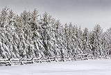 Snowy Fence & Pines_33913